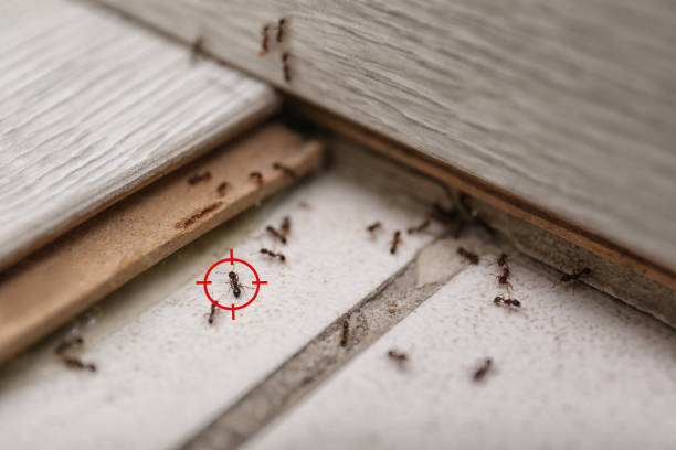 Best Residential Pest Control  in Pebble Creek, FL