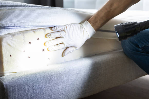 Best Best Pest Control Companies  in Pebble Creek, FL